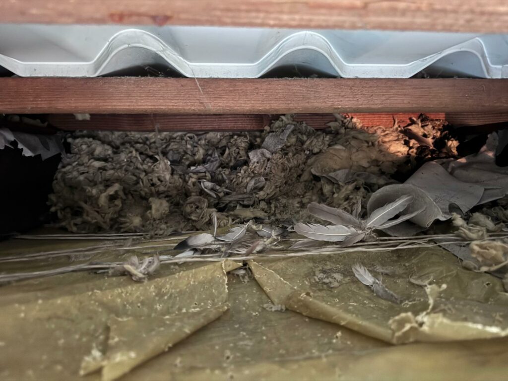 Rozgrzebana wełna mineralna i pióra ptaków pod pokryciem dachowym